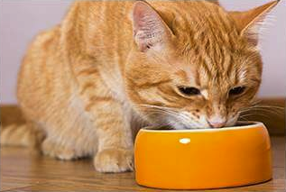 ねこファイン入りのキャットフードを食べている猫の画像